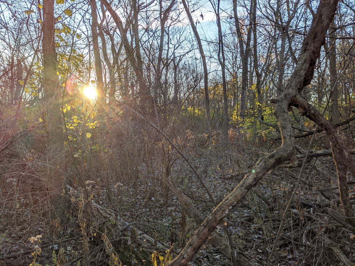 Sunrise at Des Plaines State Fish and Wildlife Area on Friday slowly revealed the opening day cover of Illinois' first gun season.  Credit: Dale Bowman